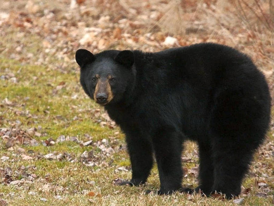 Black Bear Furrowed Eyebrows Wallpaper