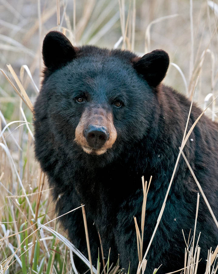 Black Bear In Middle Of Grass Wallpaper