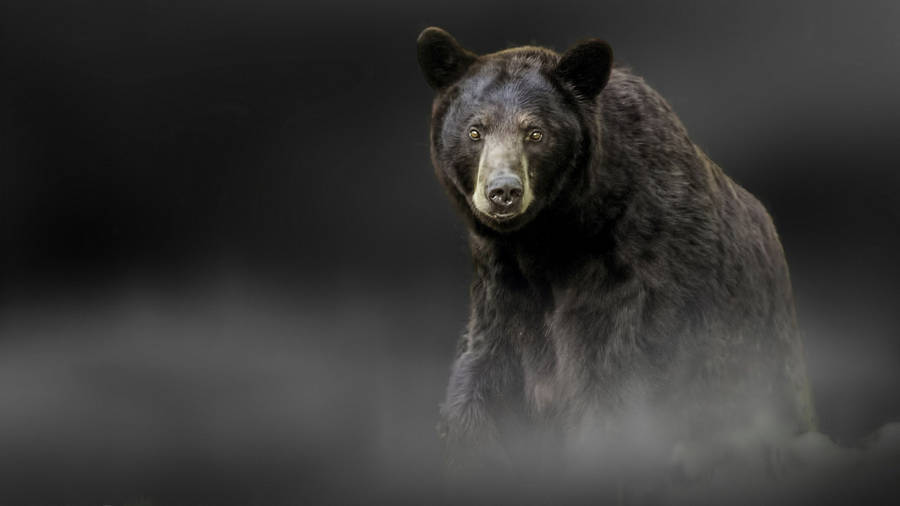 Black Bear Smoky Portrait Wallpaper