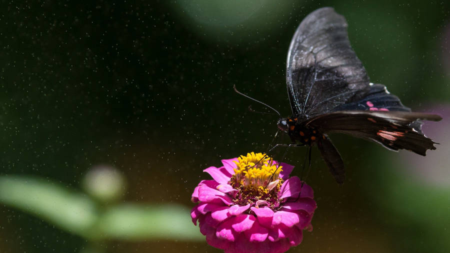 Black Butterfly On Fuschia Flower Wallpaper