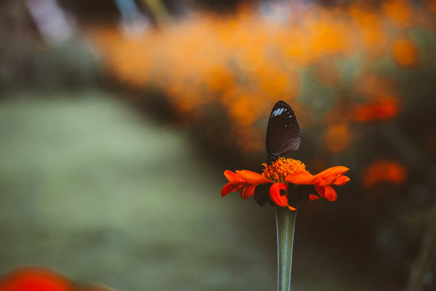 Black Butterfly Orange Flower Wallpaper