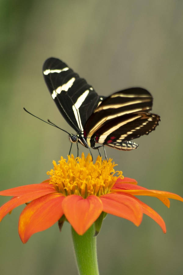 Black Butterfly With Stripes On Flower Wallpaper