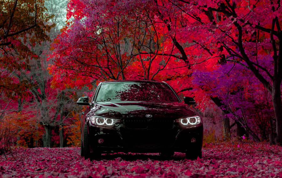 Black Car Hd Violet Red Trees Wallpaper