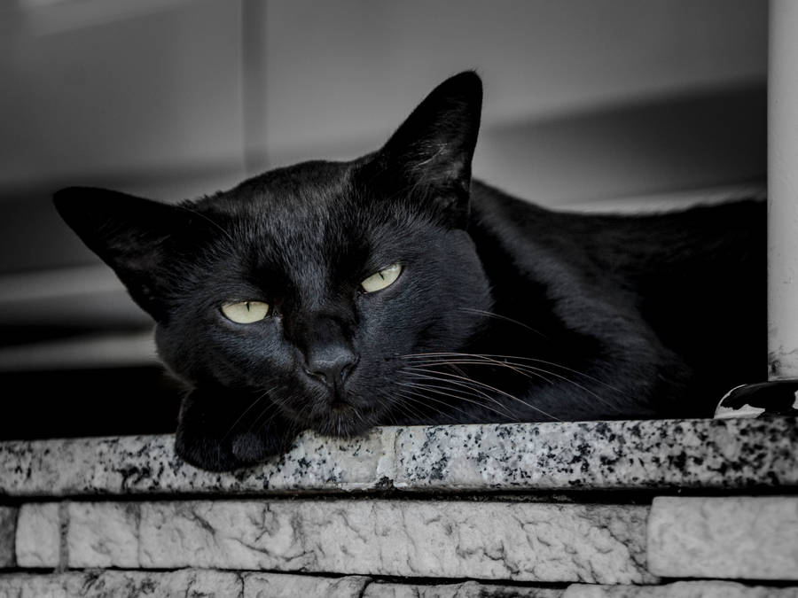 Black Cat Waking Up Wallpaper