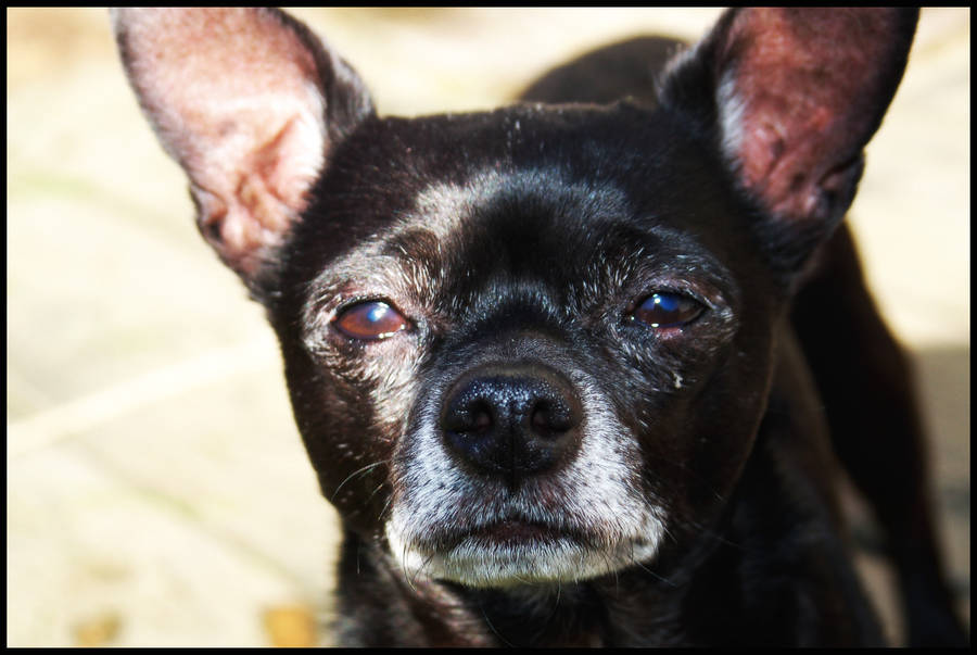 Black Chihuahua Dog Wallpaper