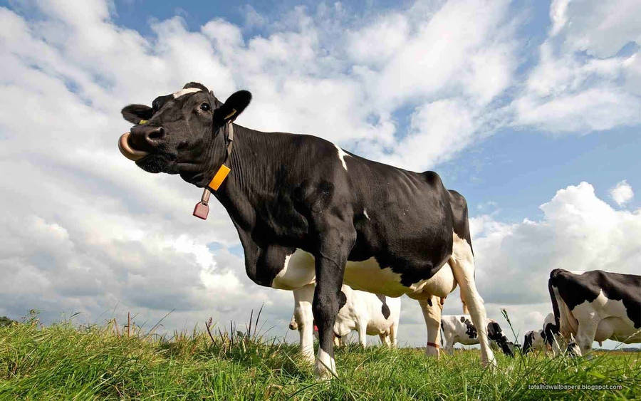Black Cow With Yellow Tag Wallpaper