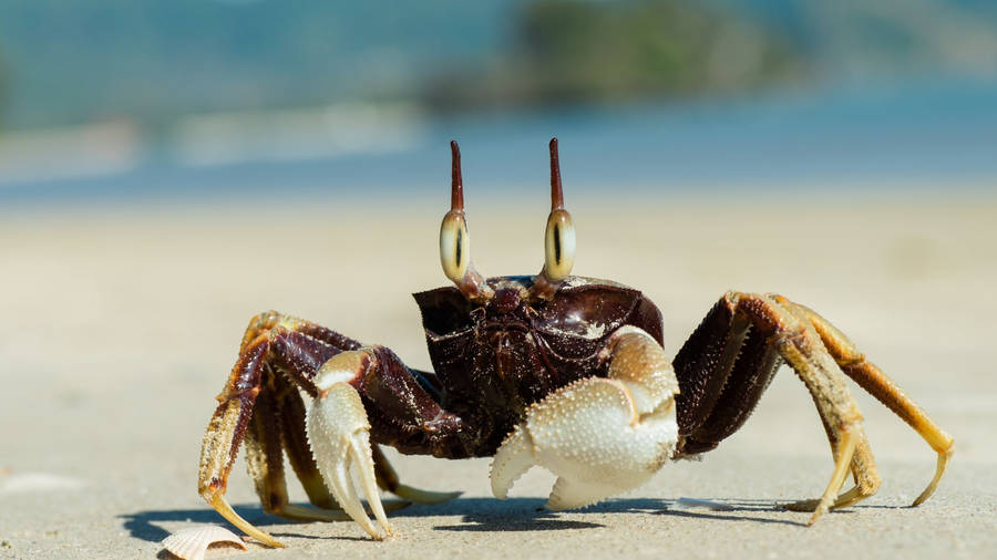 Black Crab With White Claws Wallpaper