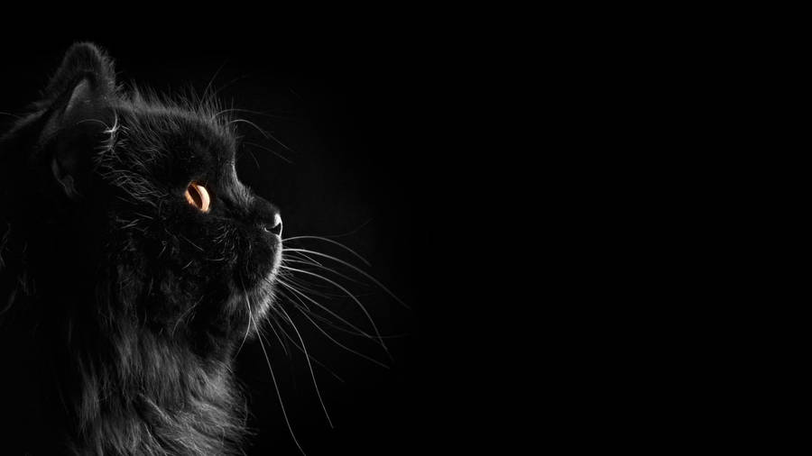 Black Cute Cat Hd Wallpaper