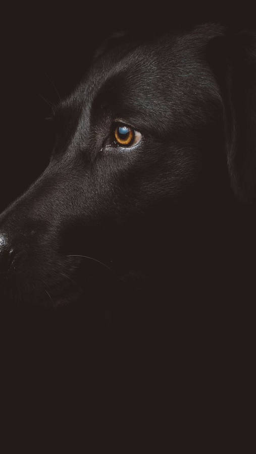 Black Dog Iphone Dark Wallpaper