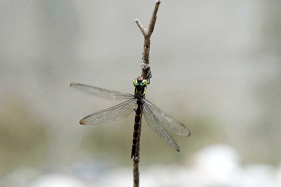 Black Dragonfly On A Twig Wallpaper