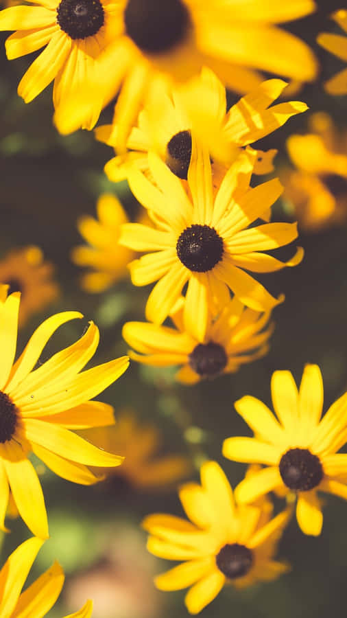 Black Eyed Susan Flowers Wallpaper