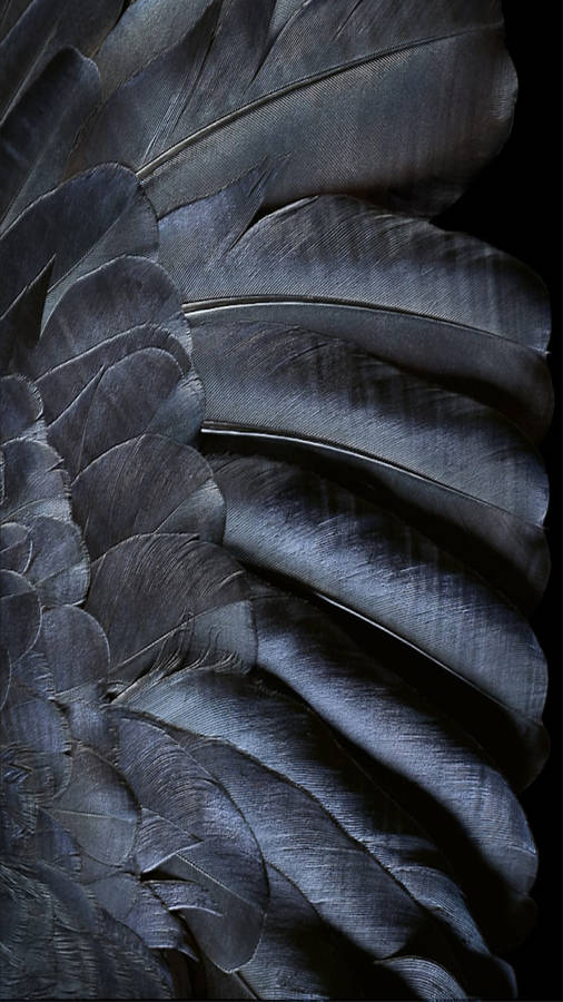 Black Feather Ios Default Wallpaper