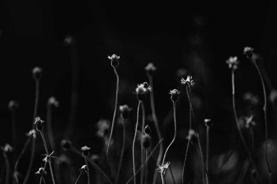 Black Flower Field Pc Wallpaper