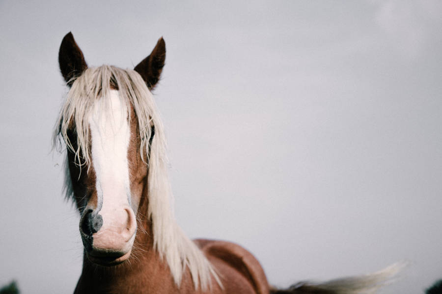 Black Forest Horse Face Wallpaper