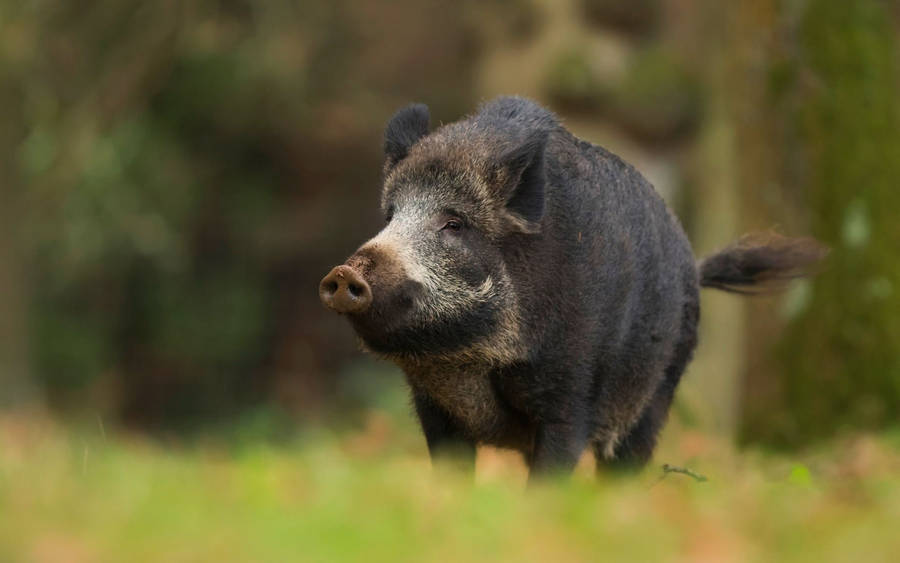 Black Formosan Wild Boar Wallpaper