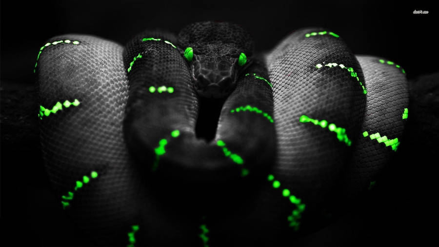 Black Green Striped Snake Wallpaper