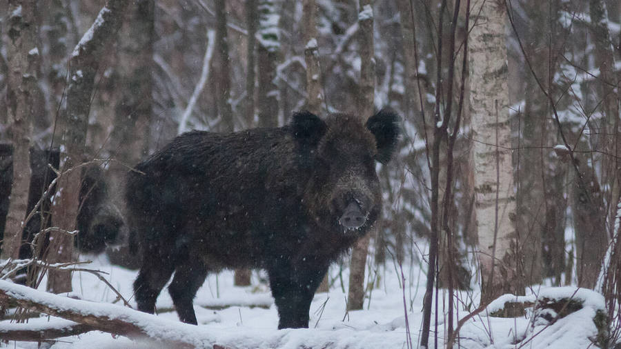 Black Japanese Wild Boar Wallpaper