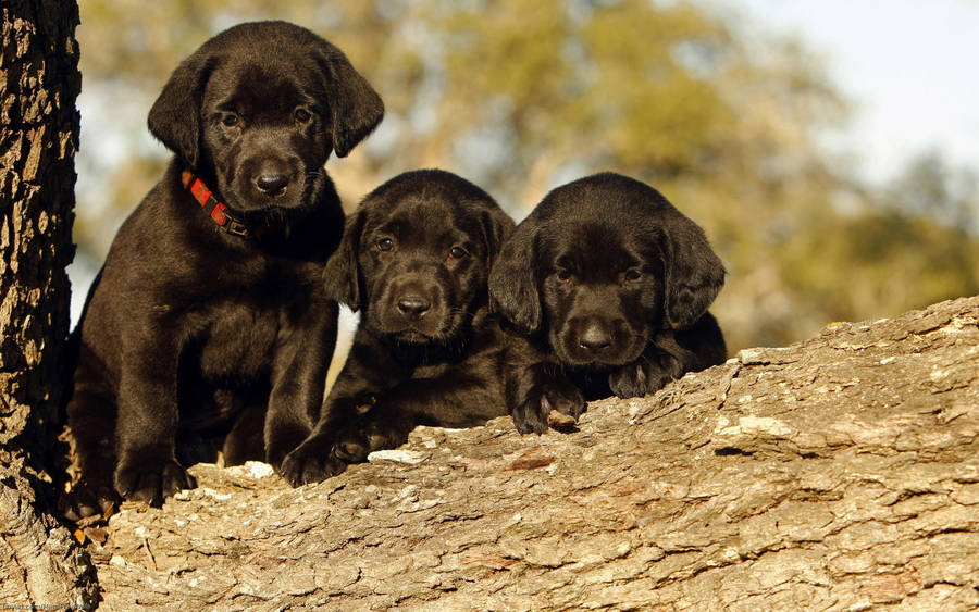 Black Labrador Puppies Wallpaper