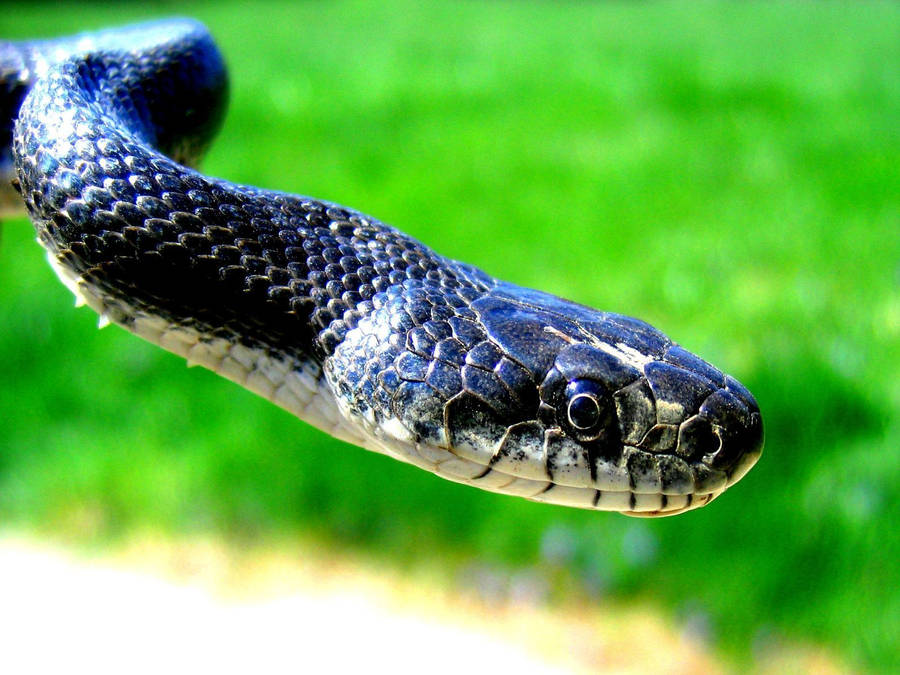 Black Mamba Snake Gray Ventral Scales Wallpaper