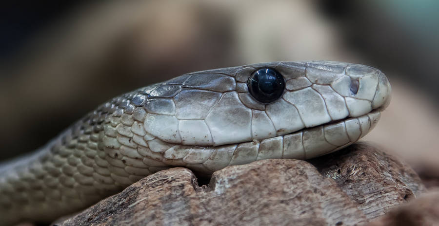 Black Mamba Snake Resting On Wood Wallpaper