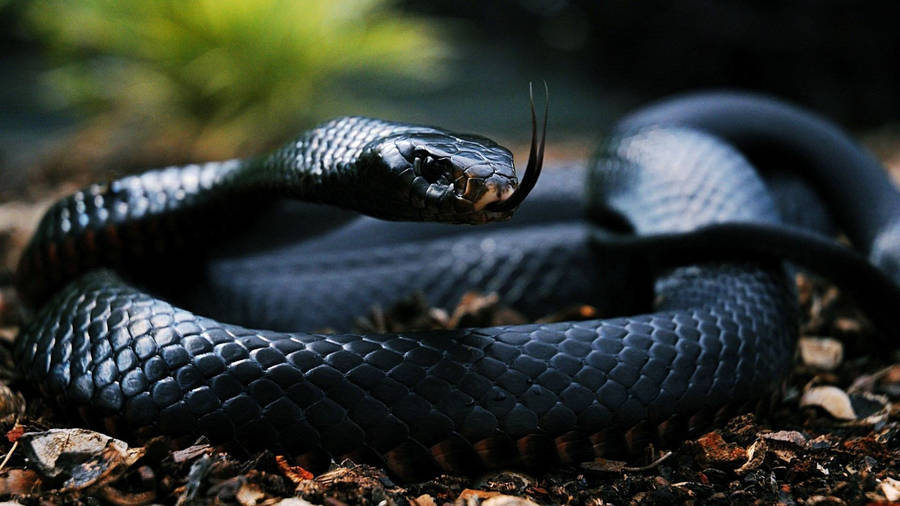 Black Mamba Snake Woodland Setting Wallpaper