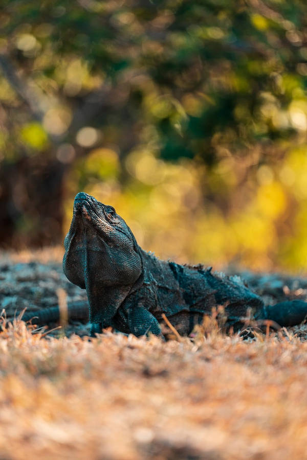 Black Monitor Lizard On Dried Up Grass Wallpaper