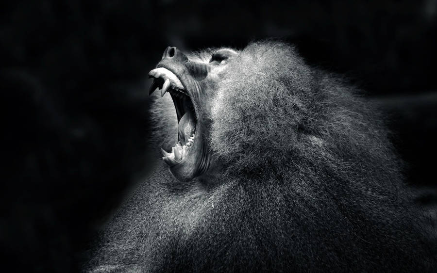 Black Monkey Wide Roar Wallpaper