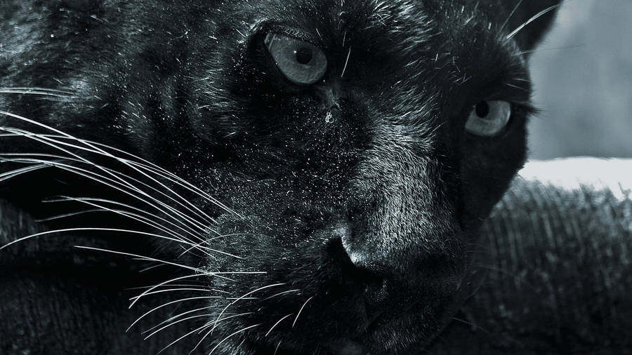 Black Panther Animal Black And White Wallpaper