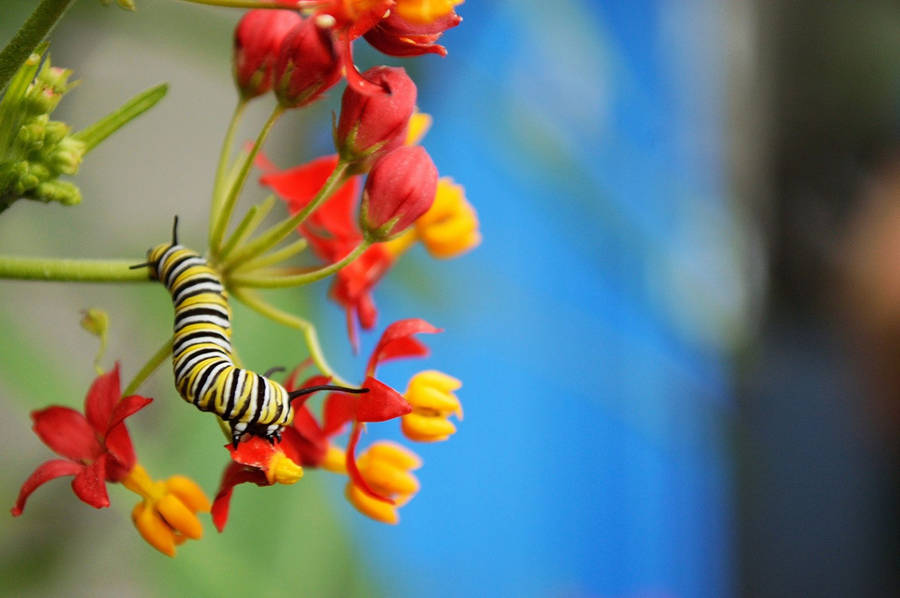 Black-patterned Caterpillar On Flower Wallpaper