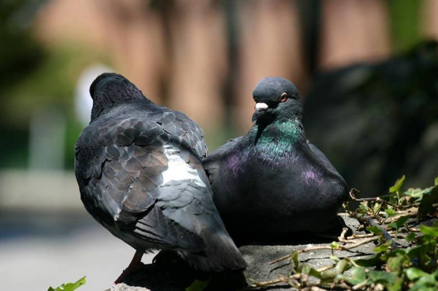 Black Pigeons Birds In Nature Wallpaper