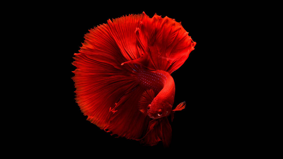 Black Red 4k Betta Fish Wallpaper