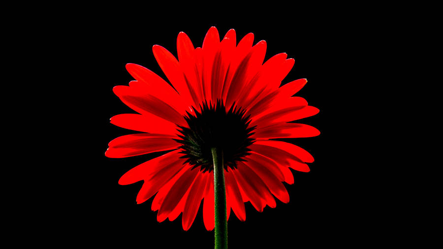 Black Red 4k Daisy Wallpaper