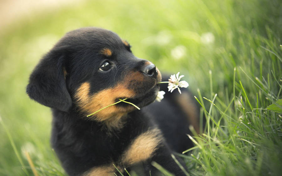 Black Rottweiler Puppy Dog Biting Flower Wallpaper