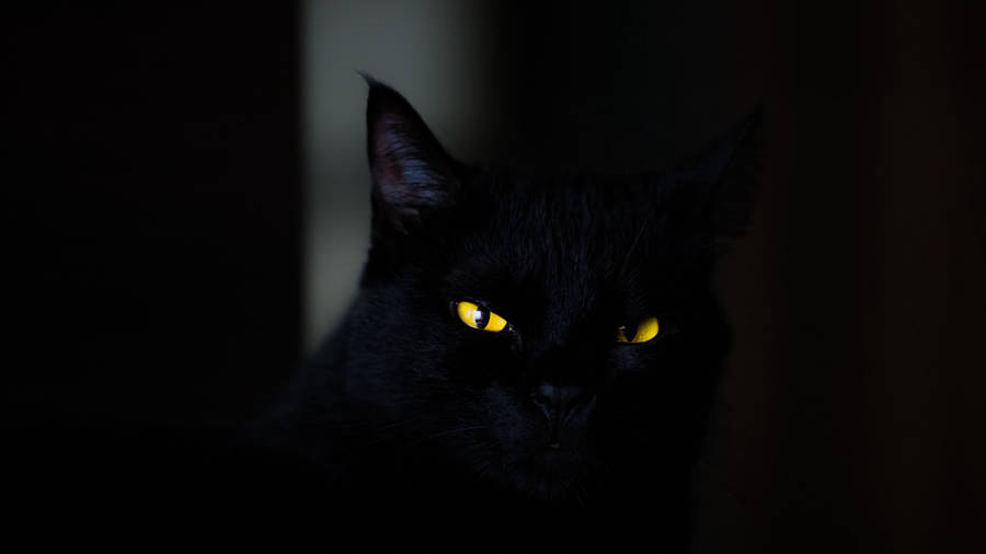 Black Screen 4k With Cat's Eyes Wallpaper