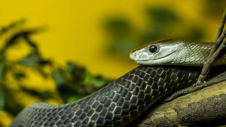 Black Skin Taipan Snake Wallpaper