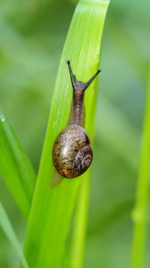 Black Snail Wallpaper