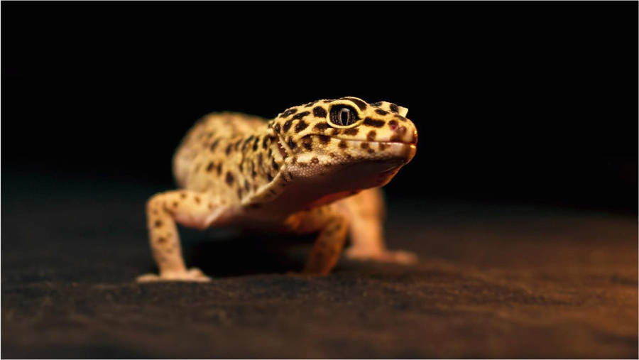 Black Spotted Yellow Gecko Wallpaper