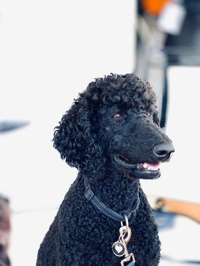 Black Standard Poodle Leash Wallpaper