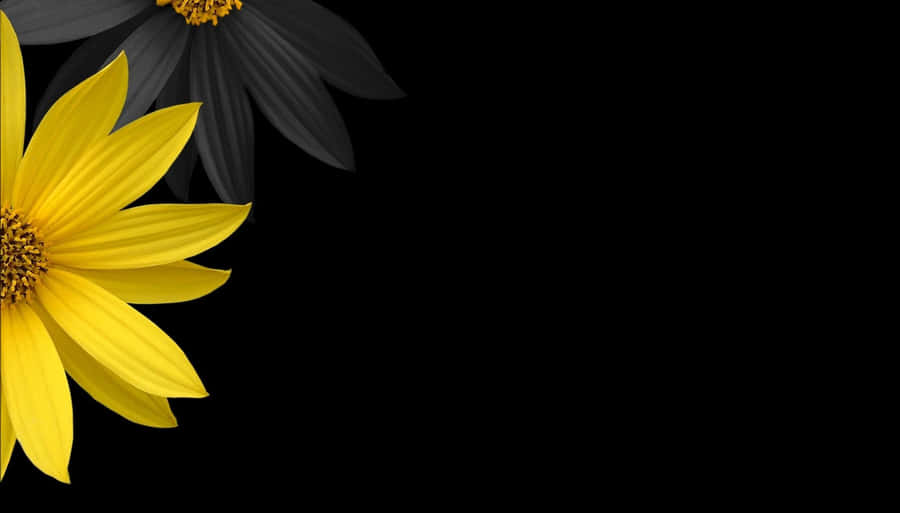 Black Sunflower Creative Shot Wallpaper