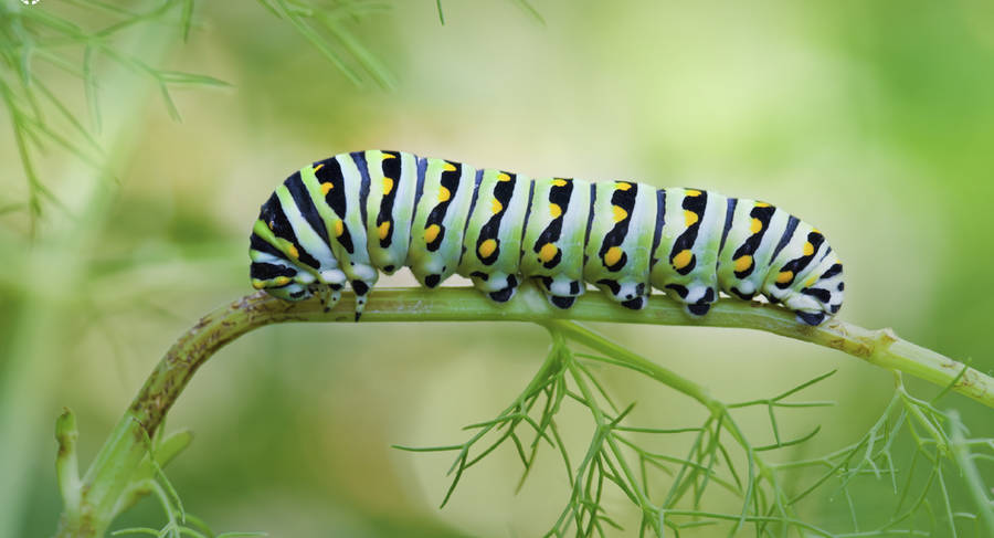 Black Swallowtail Caterpillar On Plant Wallpaper