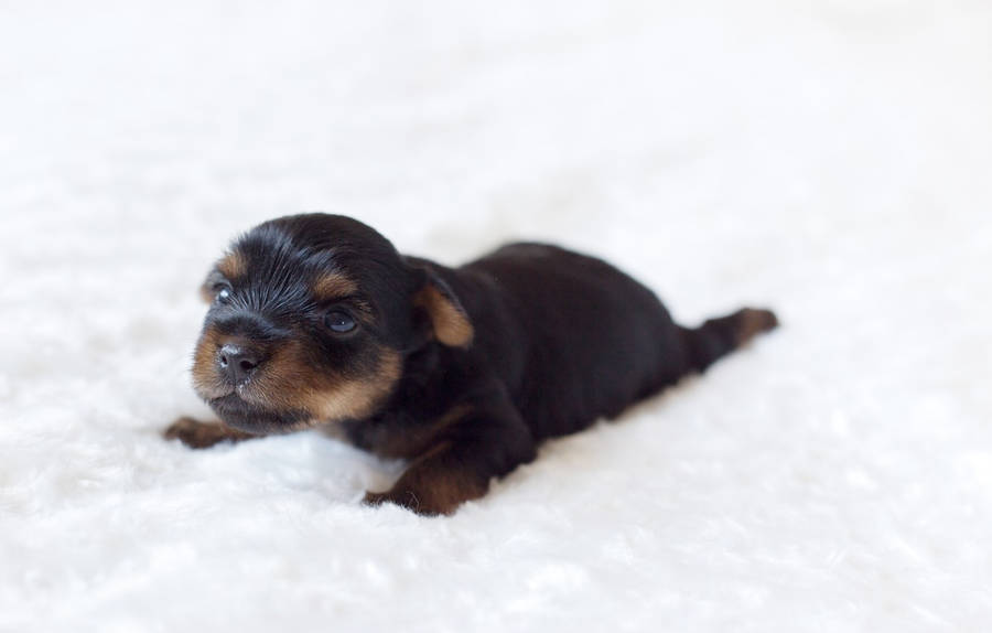 Black Tan Puppy Dog In White Wallpaper