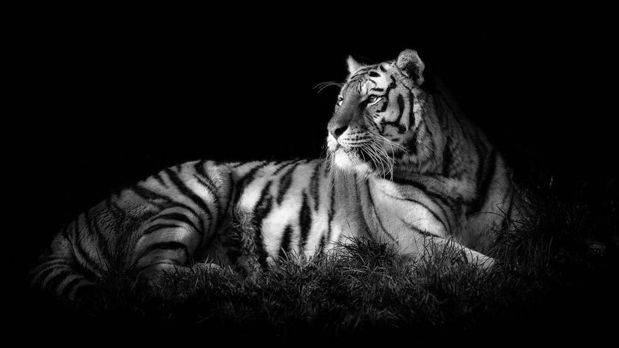 Black Tiger Cozily Lying On Ground Wallpaper