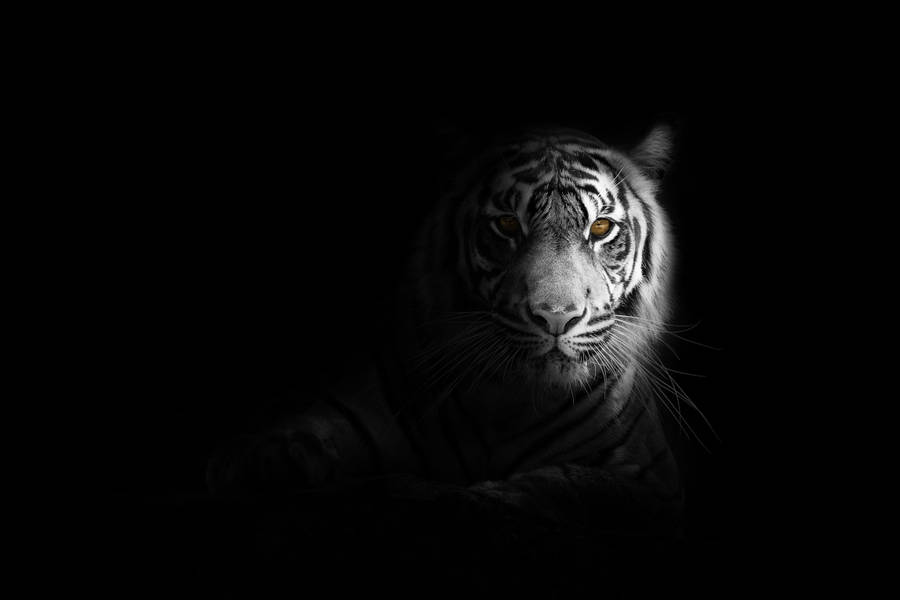 Black Tiger Stripes In The Dark Wallpaper