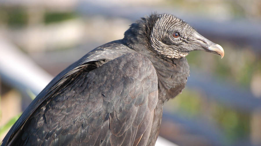 Black Vulture Everglades National Park Wallpaper