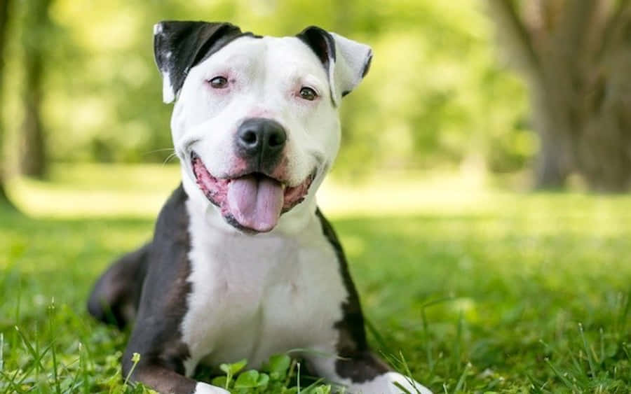 Black White Dog Pitbull On The Ground Wallpaper