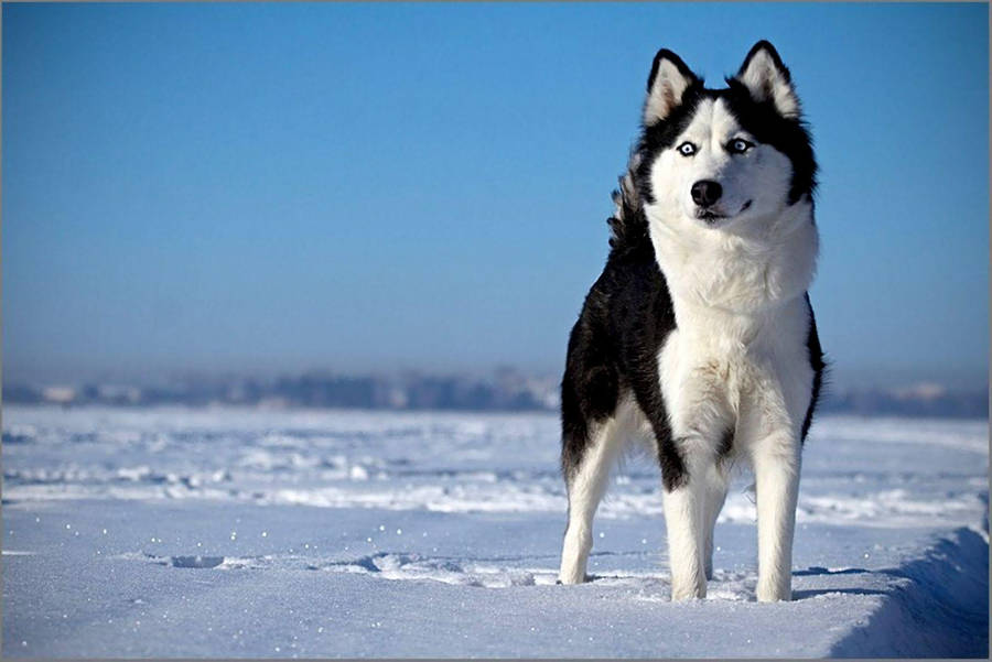 Black White Husky In Snow Wallpaper