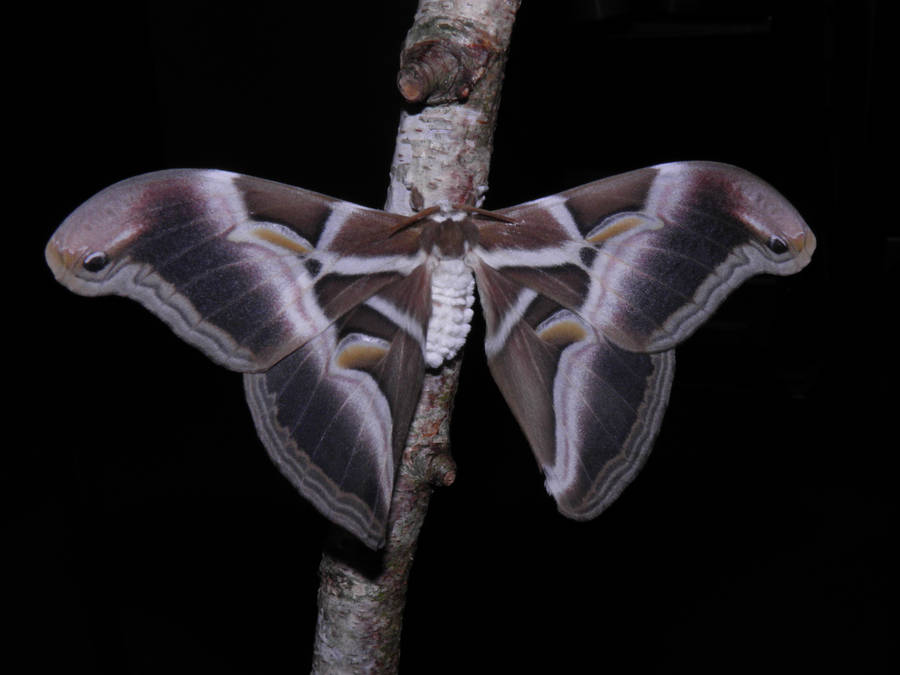 Black White Wing Ailanthus Silkmoth Wallpaper