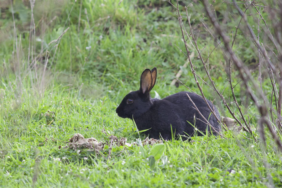 Black Wild Rabbit Wallpaper