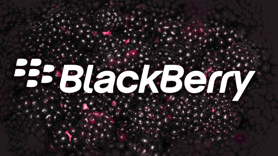 Blackberry Dark Pink Berries Wallpaper