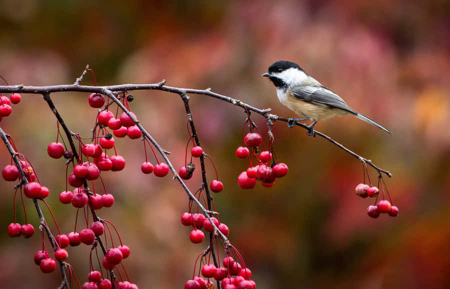 Blackcapped Titmouseon Berry Branch.jpg Wallpaper